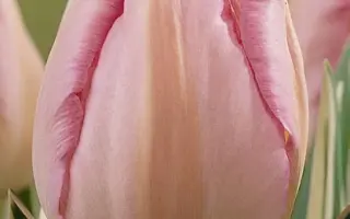 New Design / Нэw Дэсигн