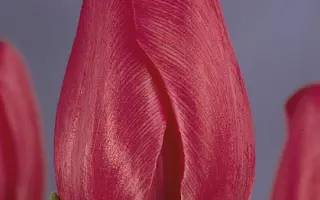 Nico Vos / Ницо Вос