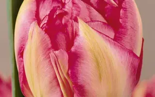 Niels Finsen / Ниэлс Финсэн