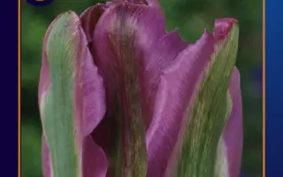 Night Rider / Нигhт Ридэр