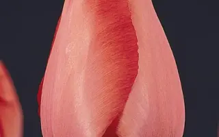 Niigata / Ниигата