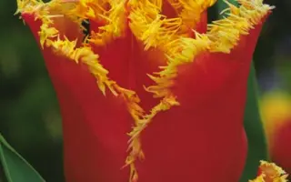 Nippon / Ниппон