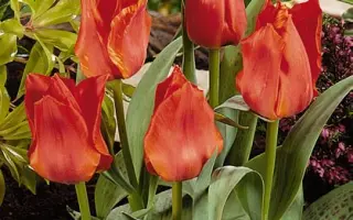 Noble Venture / Ноблэ Вэнтурэ