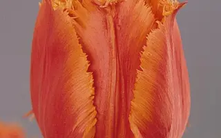 Noranda / Норанда