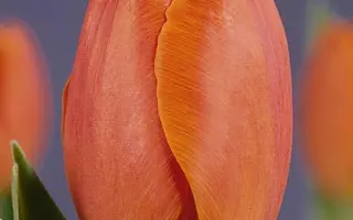 Northgo / Нортhго