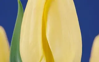 Nova Zembla / Нова Зэмбла