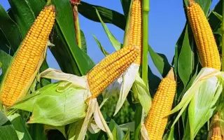 Добриво азотно-фосфорне сірковмісне NP+S=20:20+14, гp.