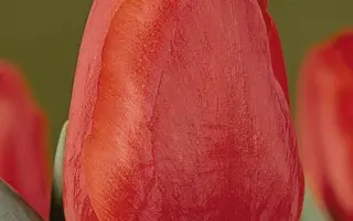 Olaf Palme / Олаф Палмэ