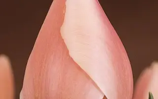 Ollioules / Оллиоулэс