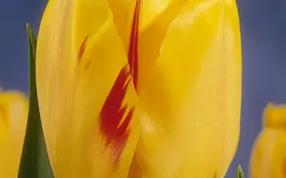 Olympic Flame / Ольмпиц Фламэ