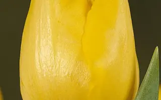 Olympic Medal / Ольмпиц Мэдал