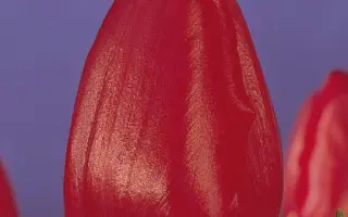 Olympica / Ольмпица