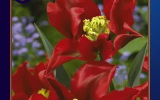 Omnyac / Омньац