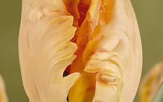 Onedin / Онэдин