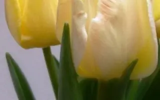 Onno van ter Brink / Онно ван тэр Бринк