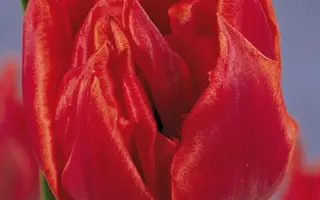 Oranje Nassau / Оране Нассау