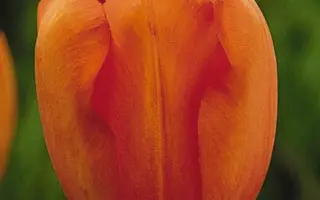 Oranjezon / Оранезон