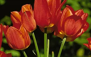 Orange Bouquet / Орангэ Боуqуэт