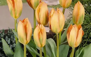 Orange Breeze / Орангэ Брээзэ