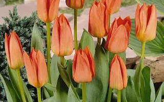 Orange Brilliant / Орангэ Бриллиант