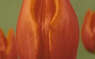 Orange Cassini / Орангэ Цассини