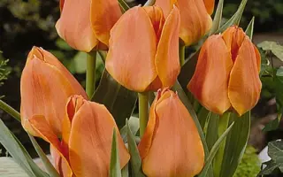 Orange Elite / Орангэ Элитэ