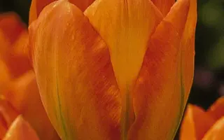 Orange Emperor / Орангэ Эмпэрор