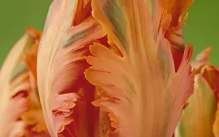 Orange Favourite / Орангэ Фавоуритэ