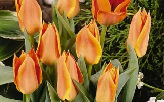 Orange Jewel / Орангэ Еwэл