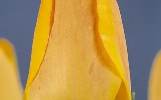 Orange Lion / Орангэ Лион