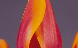 Orange Matador / Орангэ Матадор