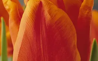 Orange Monarch / Орангэ Монарч