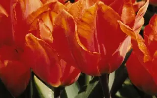 Orange Palestrina / Орангэ Палэстрина