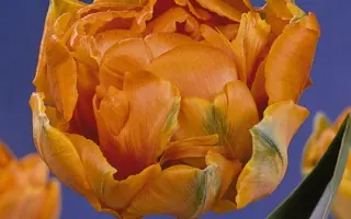 Orange Princess / Орангэ Принцэсс