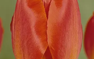 Orange Queen / Орангэ Qуээн