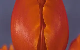 Orange Surprise / Орангэ Сурприсэ