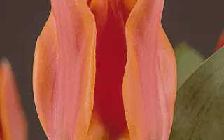 Orange Toronto / Орангэ Торонто