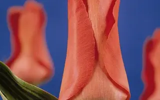 Oratorio / Ораторио