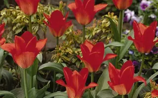 Oriental Beauty / Ориэнтал Бэауть