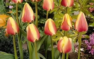 Oriental Splendour / Ориэнтал Сплэндоур