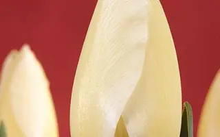 Orleans / Орлэанс