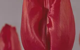 Othello / Отhэлло