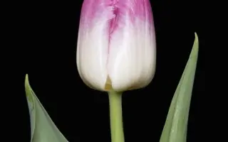 Oviedo / Овиэдо