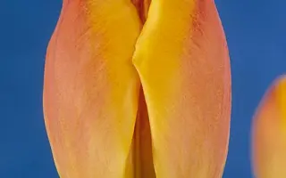 Oxford Wonder / Оxфорд Wондэр