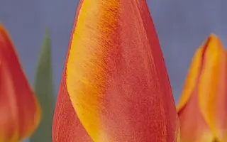 Oxford's Elite / Оxфорд'с Элитэ