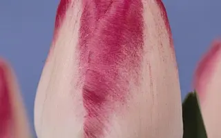 Page Polka / Пагэ Полка