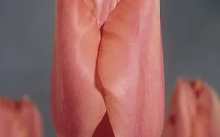 Palestrina / Палэстрина