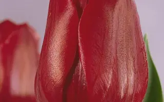 Pallada / Паллада