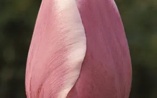 Pandion / Пандион