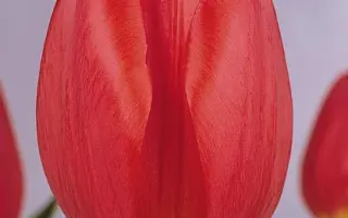 Parade / Парадэ